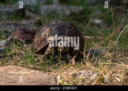 tortue grecque Testudo graeca dans l'habitat naturel Banque D'Images