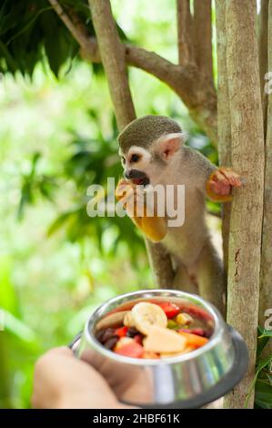 Un singe écureuil commun jouant dans les arbres.Les touristes nourrissent des fruits aux singes dans un parc avec des animaux. Banque D'Images