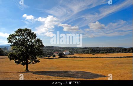 Arbre solitaire dans le champ, galice, espagne Banque D'Images