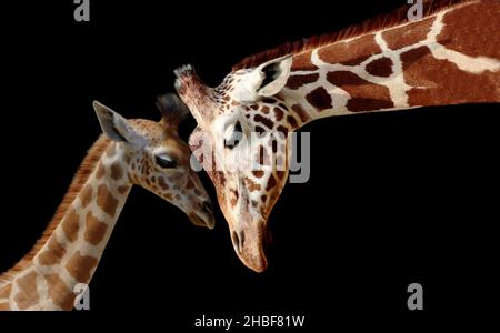 Mignonne girafe bébé jouant avec la mère girafe sur fond noir Banque D'Images