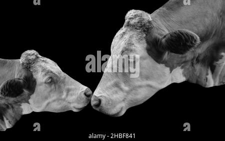 Mère vache et bébé vache Portrait sur fond noir Banque D'Images