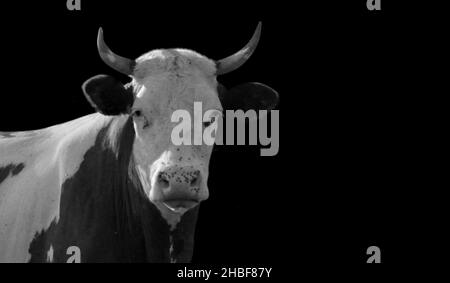 Gros plan de vache noir et blanc avec grosse corne Banque D'Images