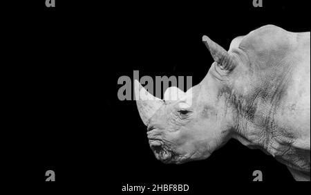 Noir et blanc lourd Rhino Portrait face sur fond sombre Banque D'Images