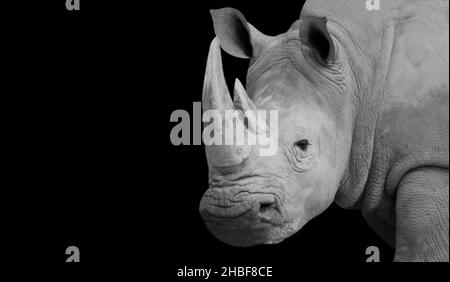 Gros plan Rhino corné sur fond sombre Banque D'Images