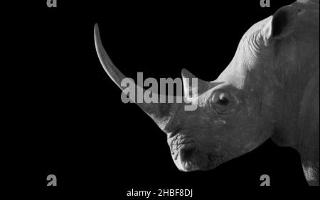 Portrait de rhinocéros dangereux avec corne longue sur fond sombre Banque D'Images