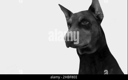 Fort visage de chien Doberman sur fond gris Banque D'Images