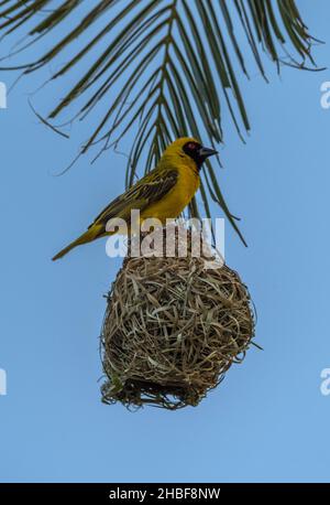 Oiseau de tisserand masqué créant un nid Banque D'Images