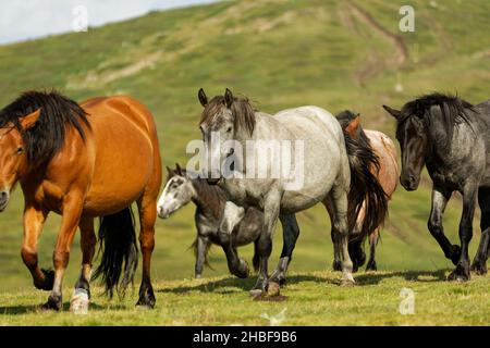 Chevaux et foals dans les montagnes, Central Balkan National Park en Bulgarie, Stara Planina.De beaux chevaux dans la nature en haut de la colline.Troupeau de Banque D'Images