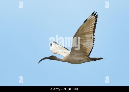 Ibis sacré africain - Threskiornis aethiopicus volant oiseau noir et blanc de Threskiornithidae, originaire d'Afrique et du Moyen-Orient, rôle dans le rel Banque D'Images