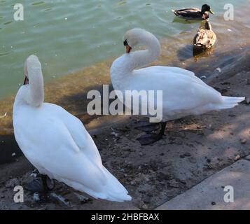 Une paire de Cygnes muets, Cygnus olor, debout au bord d'un étang et une paire de Canards colverts nageant aux jardins de Sinnissippi à Rockford, Illinois Banque D'Images