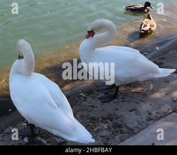 Une paire de Cygnes muets, Cygnus olor, qui se prélavent au bord d'un étang et une paire de Canards colverts nageant aux jardins de Sinnissippi à Rockford, Illinois Banque D'Images