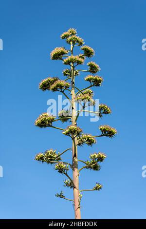 Agave Americana, Century Plant, un type d'agave qui est originaire du Mexique et de l'Amérique centrale, planté sur Gardens, Southend on Sea, Royaume-Uni. En fleur Banque D'Images