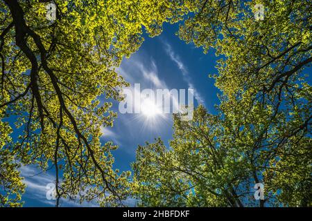Soleil éclatant à travers un chêne Banque D'Images