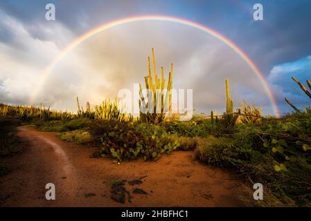 Un bel arc-en-ciel au-dessus d'une forêt de cactus lors d'une douche de pluie au lever du soleil près de la chapelle Alto Vista à Aruba. Banque D'Images