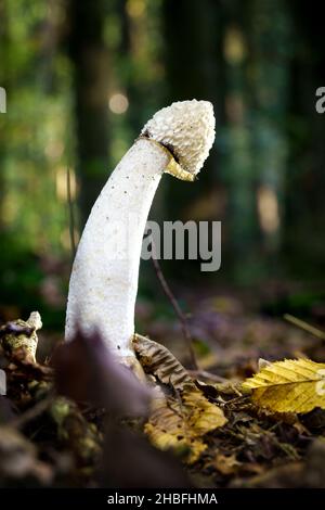 Un plan vertical de champignon blanc Phallus impudicus Linne dans la forêt Banque D'Images