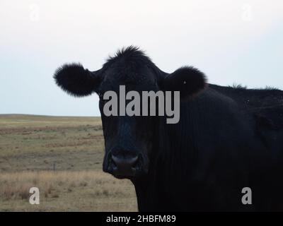 Gros plan d'une vache Black Angus face à l'appareil photo avec des mouches sur son visage.Photographié avec une faible profondeur de champ. Banque D'Images