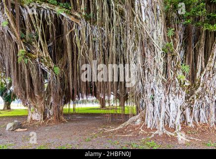Les racines brunes et le tronc d'un arbre Banyan géant dans un parc de Hilo, Hawaï. Banque D'Images