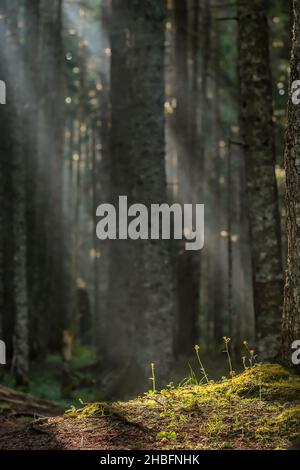 Des rayons de soleil à travers le brouillard éclairant le sol couvert de mousse de forêt Banque D'Images