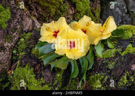 Fleur d'hibiscus jaune qui fleurit dans le jardin de pluie de Big Island, Hawaï Banque D'Images