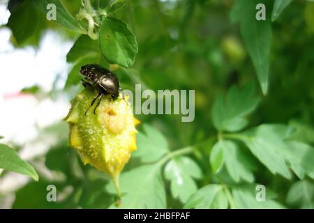 Gros plan d'un bettle mangeant du melon amer à Penghu, Taïwan Banque D'Images