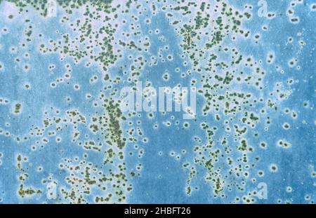 Tôle d'acier peinte avec de la peinture bleue recouverte de taches de rouille.Arrière-plan abstrait bleu ancien Banque D'Images