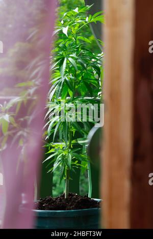 Plante de cannabis et de marihuana sur le balcon.Plante illégale. Banque D'Images