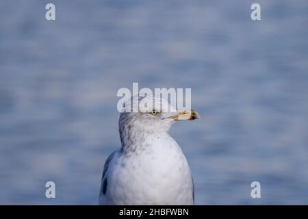 Le goéland à bec annulaire (Larus delawarensis) est un goéland de taille moyenne Banque D'Images