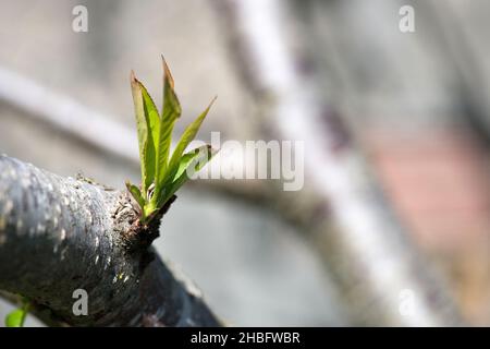 Jeune germe d'arbre venant du tronc d'arbre et de la tige de feuilles mignonnes et de nouvelles feuilles de branche dans la saison d'été de printemps frais de croissance. Banque D'Images