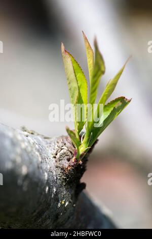 Jeune germe d'arbre venant du tronc d'arbre et de la tige de feuilles mignonnes et de nouvelles feuilles de branche dans la saison d'été de printemps frais de croissance. Banque D'Images