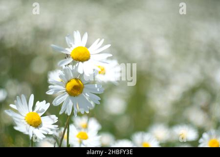 Bellis perennis, la Marguerite, une espèce européenne commune de la famille des Asteraceae, abattu à Sevan, Arménie Banque D'Images