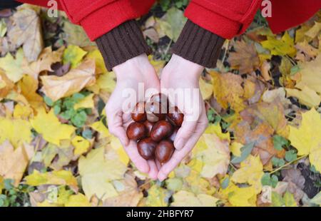 Marrons de récolte.Châtaignes européennes dans les mains de la femme contre les feuilles jaunes de fond. Banque D'Images