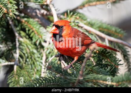 Cardinal du nord masculin debout dans un arbre Banque D'Images