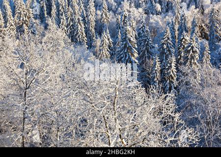 Arbres avec du givre et de la neige dans la forêt d'hiver Banque D'Images