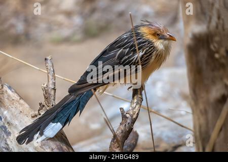 Le guira cuckoo (Guira guira) sur une branche, oiseau dans la famille des Cuculidae, région: est tropical Amérique du Sud. Banque D'Images