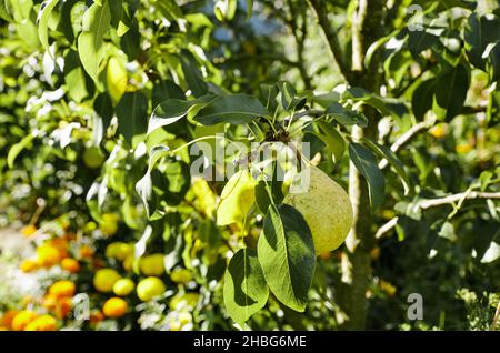 Poire mûre sur un arbre dans un jardin.Poires de cultivar bio dans le jardin d'été Banque D'Images