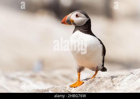 Le macareux (Fratercula artica) se dresse sur les rochers blancs des îles Farne Banque D'Images