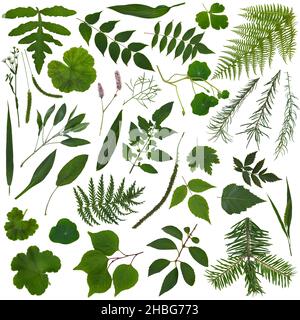 Ensemble clip art design avec feuilles vertes, herbes et plantes isolées sur blanc.Collection botanique vintage.La thérapie de la nature et le concept de soins de santé Banque D'Images