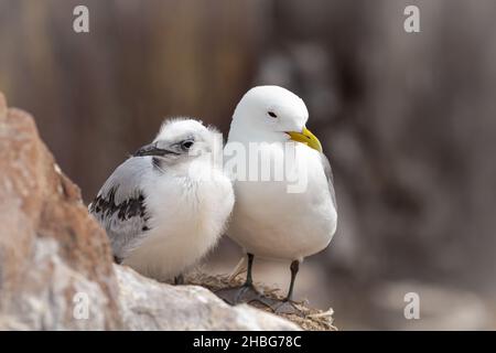 Le Kittiwake adulte (Rissa tridactyla) est assis dans le nid pour protéger sa poussette sur les crêtes reproductrices des îles Farne Banque D'Images