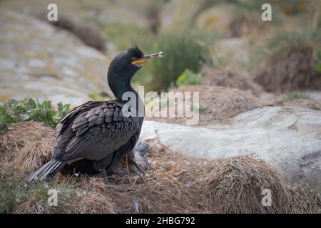 Le chag adulte européen (Phalacrocorax aristotelis) se tient en garde est la poussette à croissance rapide sur le nid dans les îles Farne, au Royaume-Uni Banque D'Images