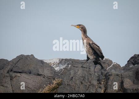 Cormorant (Phalacrocorax carbo) assis sur les rochers gris des îles Farne Banque D'Images