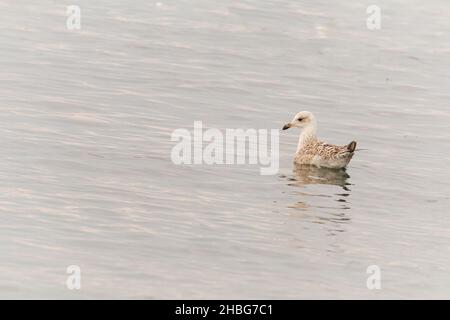 Un Goéland juvenille (Larus argentatus) nageait calmement dans la mer au large des îles Farne, près de Northumberland Banque D'Images