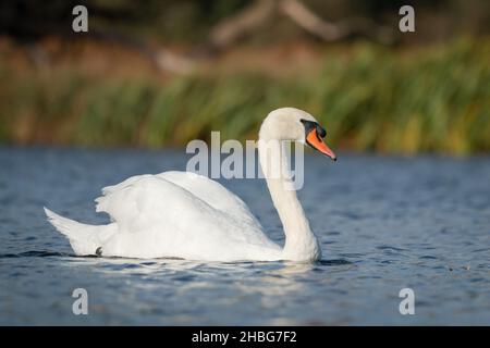 Un cygne muet (Cygnus olor) nage sereinement à travers l'eau bleue de l'étang de Bushy Park à Londres Banque D'Images