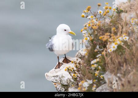 Un Kittiwake perche sur un rebord des falaises de Bempton dans le Yorkshire Banque D'Images