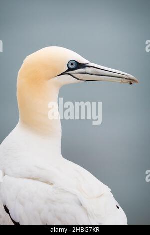 Portrait d'un majestueux gantet adulte (Morus bassanus) assis au sommet de la falaise à Bempton Cliffs dans le Yorkshire Banque D'Images