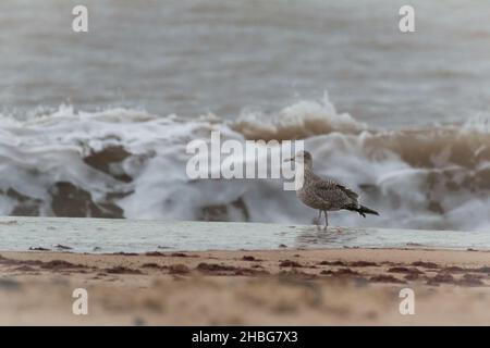 Le Goéland à harengs juvenille (Larus argentatus) marche le long de la plage de Norfolk par les vagues Banque D'Images