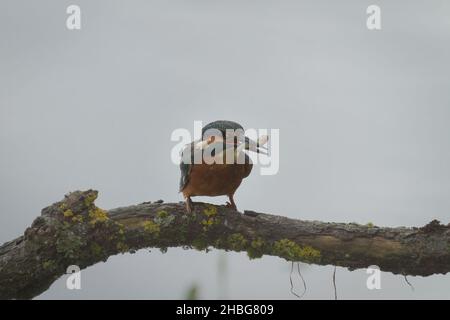 Le kingfisher (Alcedo atthis) atterrit sur sa perche avec un poisson prêt à manger Banque D'Images