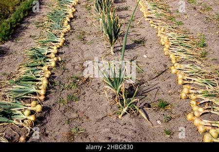 Oignons jaunes fraîchement cueillis à la main Allium cesp sec au soleil sur le terrain de jardin en automne, prêt à stocker. Banque D'Images