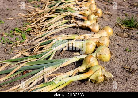 Oignons jaunes fraîchement cueillis à la main Allium cesp sec au soleil sur le terrain de jardin en automne, prêt à stocker. Banque D'Images