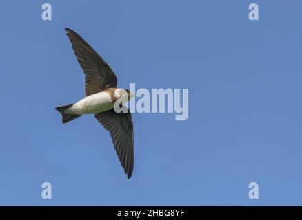 Sable martin (Riparia riparia) volant sur un ciel bleu riche avec des ailes redoutées Banque D'Images