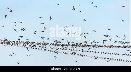 Un grand troupeau de girnes et de martins de sable (Riparia riparia) est assis sur des fils avant la migration d'automne Banque D'Images